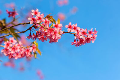 Low angle view of pink cherry blossoms against blue sky