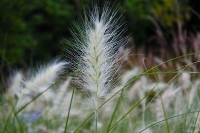 Close-up of dandelion on field