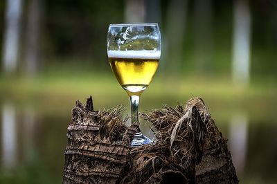 Close-up of beer glass against trees