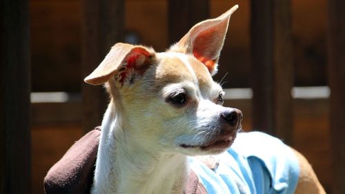 Close-up of dog looking away at home