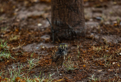 View of bird on land