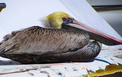 Close-up of bird perching on wood