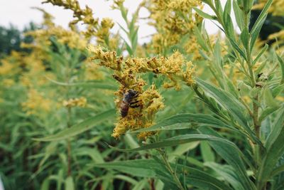 Close-up of insect pollinating flower