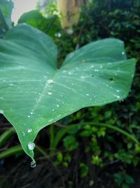 Close-up of raindrops on green leaf