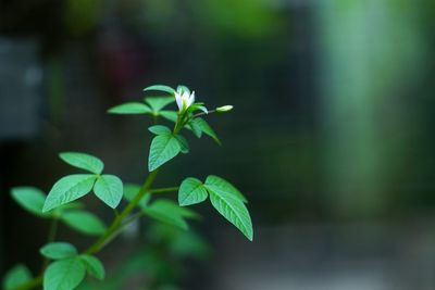 Close-up of fresh green plant