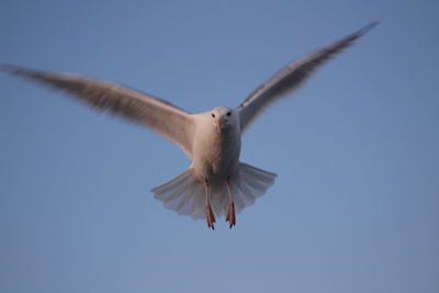 Low angle view of seagull flying in sky