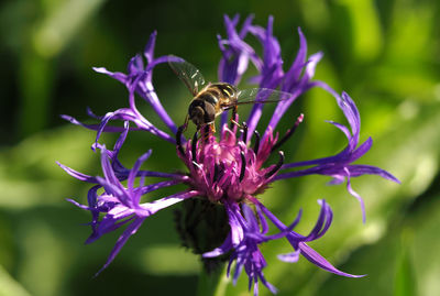 Close-up of bee on purple flower