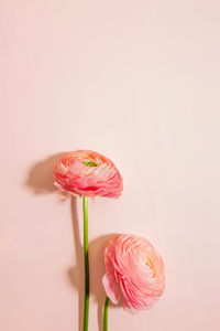 Close-up of flower against white background