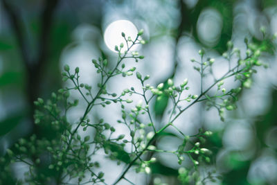 Close-up of white flowering plant