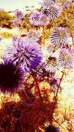 Close-up of purple flowering plants on field