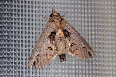 Close-up of moth