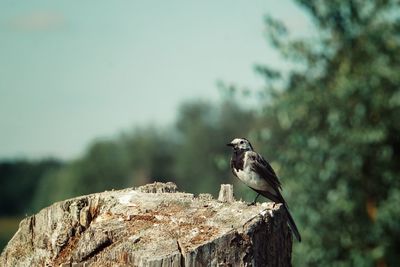 Close-up of bird perching on tree against sky