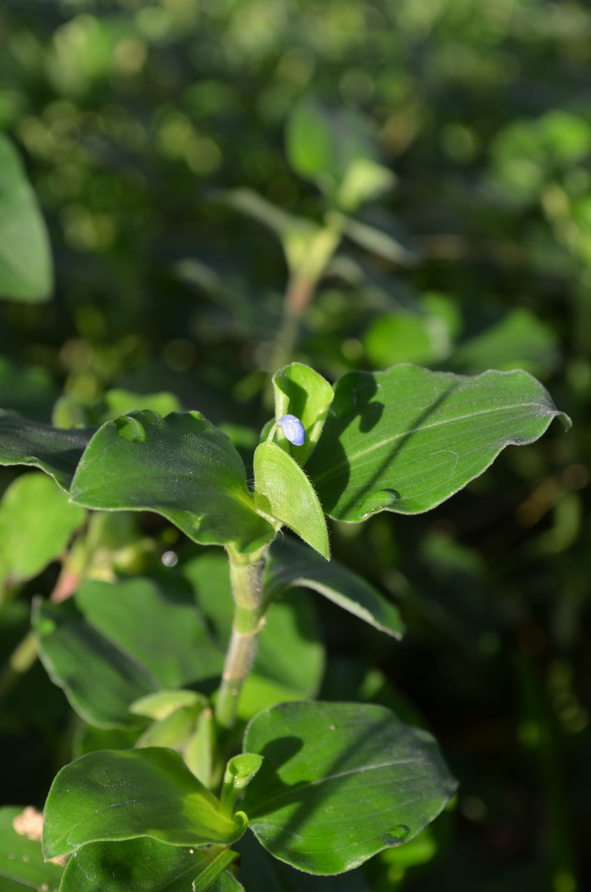 CLOSE-UP OF FRESH GREEN LEAF