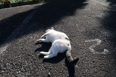 High angle view of horse on street