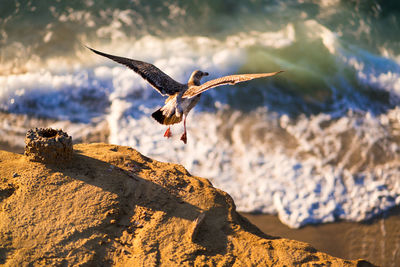 High angle view of seagull flying above beach