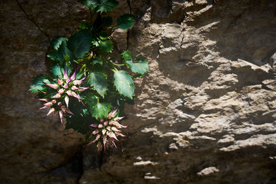 High angle view of flowering plants by rocks