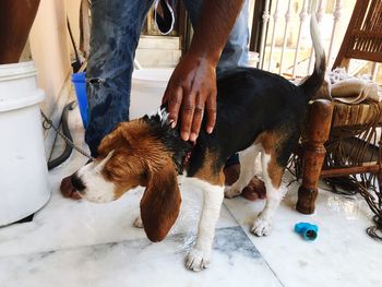 Low section of owner bathing beagle at balcony