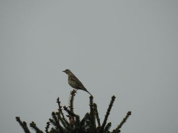 Low angle view of bird perching on tree