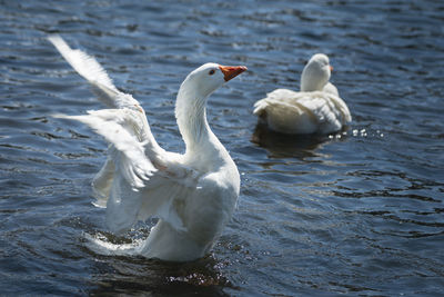 Swans swimming in lake