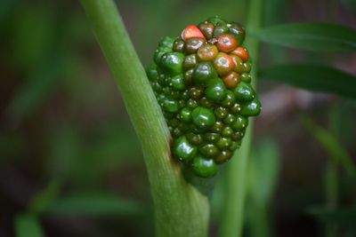 Close-up of berries growing on plant