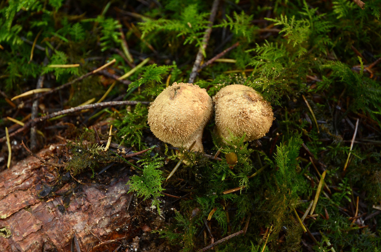 CLOSE-UP OF MUSHROOMS GROWING ON FIELD