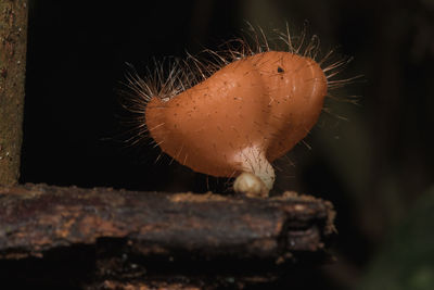 Close-up of a mushroom