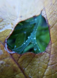 Close-up of leaf with water drops