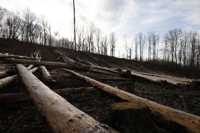 Wooden log on field against sky