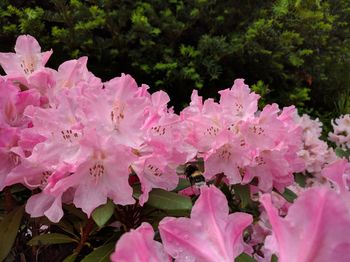 Close-up of fresh pink flowers on tree