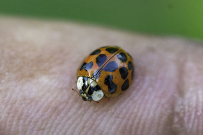 Close-up of ladybug