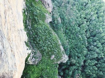 High angle view of moss growing on rock