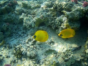View of fish swimming in sea