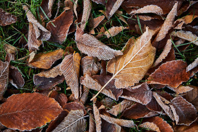 Close-up of dry maple leaves on field