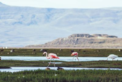 View of birds on the land