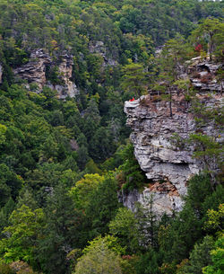 Trees on cliff