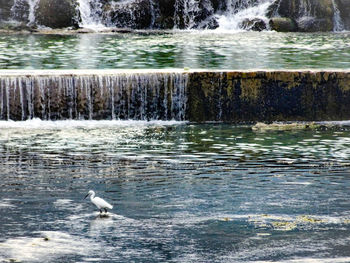 Ducks in a lake