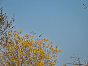 Low angle view of tree against clear sky