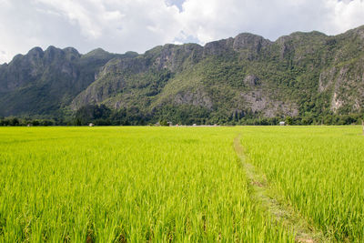 Scenic view of agricultural field against sky