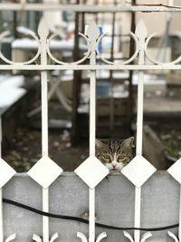 Close-up of cat on fence