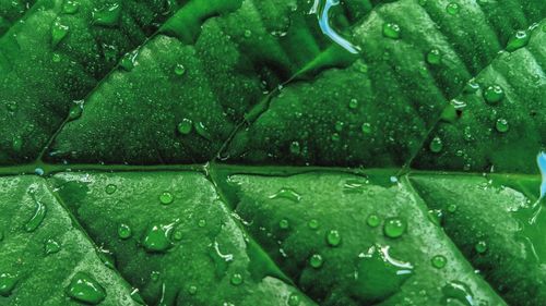 Full frame shot of wet green leaves during rainy season