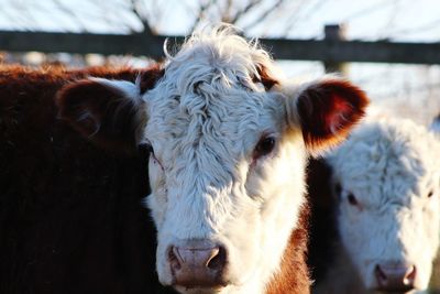 Close-up portrait of cow