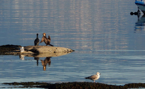 Seagulls perching on a lake