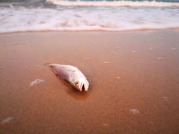 High angle view of fish on beach