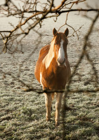 Horse standing on field