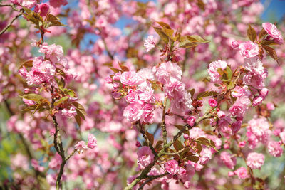 Close-up of pink cherry blossoms in spring