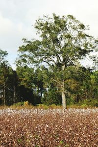 Trees on field against sky