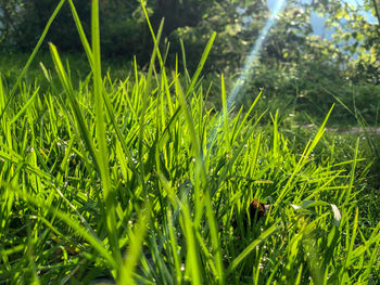 Close-up of grass growing in field