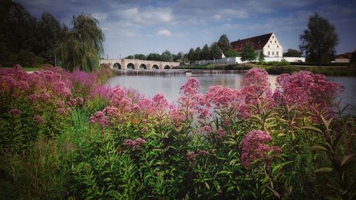 Pink flowering plants by river against sky