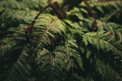 Close-up of fern leaves