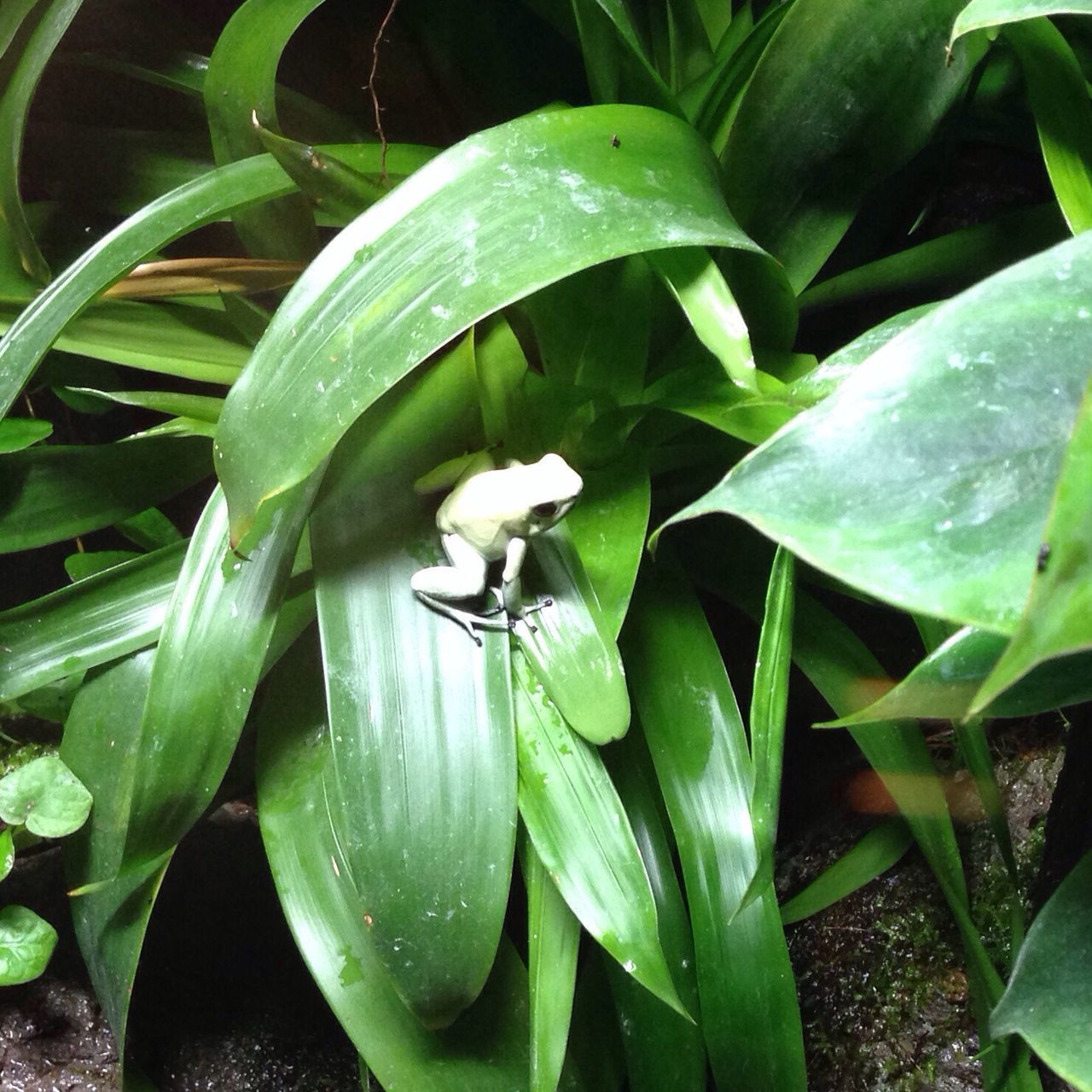 leaf, green color, plant, growth, animal themes, nature, animals in the wild, freshness, wildlife, one animal, close-up, high angle view, beauty in nature, outdoors, day, green, no people, water, fragility, flower